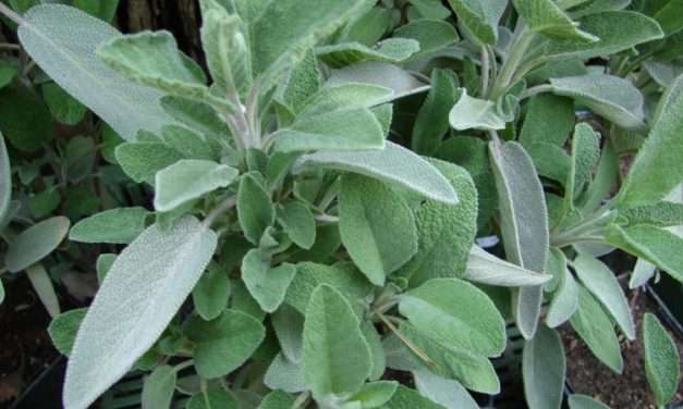 MAGIA COM SÁLVIA (sálvia officinalis)