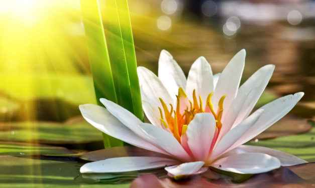 LOTUS E LÍRIO: A LUZ NO OCULTISMO – Mais: Tarot, Numerologia, Anjo …