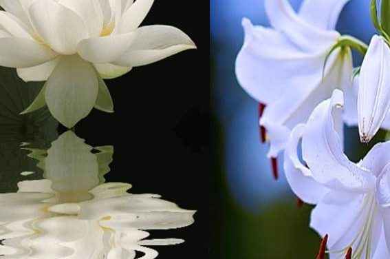 O LÓTUS  e o LÍRIO  – As flores da anunciação