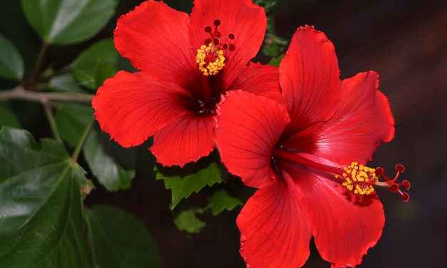 9/9 – MAGIAS COM HIBISCO – AMOR, ALEGRIA, HARMONIA